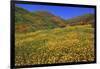 Poppies and Goldfields, Chino Hills State Park, California, United States of America, North America-Richard Cummins-Framed Photographic Print