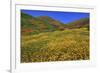 Poppies and Goldfields, Chino Hills State Park, California, United States of America, North America-Richard Cummins-Framed Photographic Print