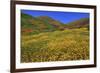 Poppies and Goldfields, Chino Hills State Park, California, United States of America, North America-Richard Cummins-Framed Photographic Print