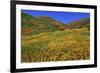 Poppies and Goldfields, Chino Hills State Park, California, United States of America, North America-Richard Cummins-Framed Photographic Print