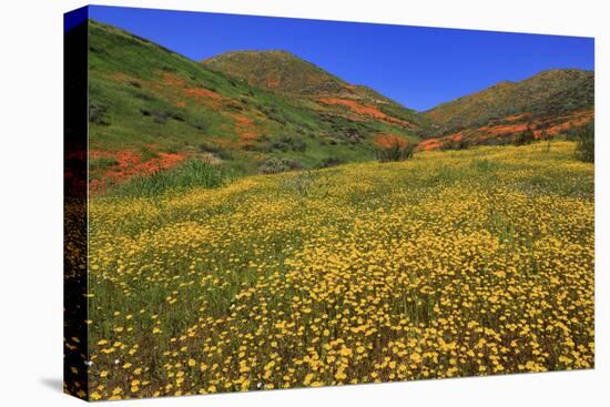 Poppies and Goldfields, Chino Hills State Park, California, United States of America, North America-Richard Cummins-Stretched Canvas