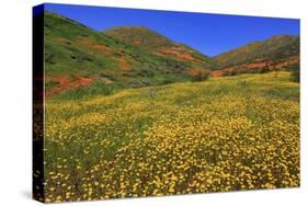 Poppies and Goldfields, Chino Hills State Park, California, United States of America, North America-Richard Cummins-Stretched Canvas