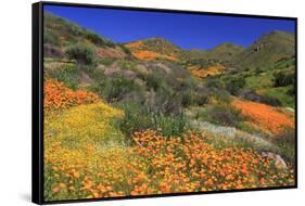 Poppies and Goldfields, Chino Hills State Park, California, United States of America, North America-Richard Cummins-Framed Stretched Canvas