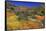 Poppies and Goldfields, Chino Hills State Park, California, United States of America, North America-Richard Cummins-Framed Stretched Canvas