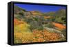 Poppies and Goldfields, Chino Hills State Park, California, United States of America, North America-Richard Cummins-Framed Stretched Canvas