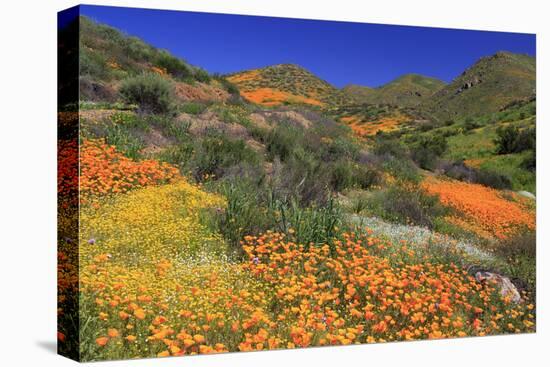 Poppies and Goldfields, Chino Hills State Park, California, United States of America, North America-Richard Cummins-Stretched Canvas