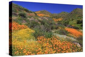 Poppies and Goldfields, Chino Hills State Park, California, United States of America, North America-Richard Cummins-Stretched Canvas