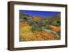 Poppies and Goldfields, Chino Hills State Park, California, United States of America, North America-Richard Cummins-Framed Photographic Print