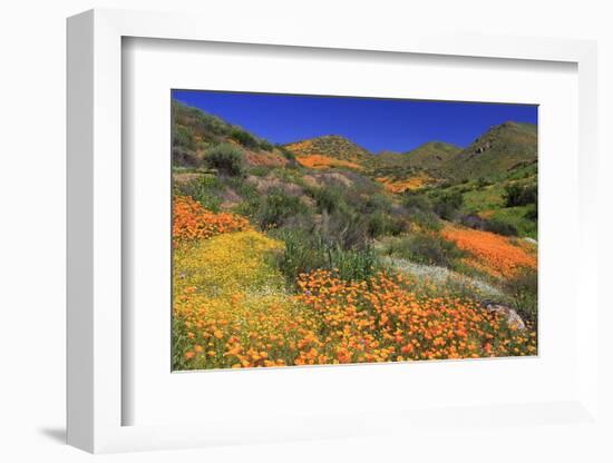 Poppies and Goldfields, Chino Hills State Park, California, United States of America, North America-Richard Cummins-Framed Photographic Print