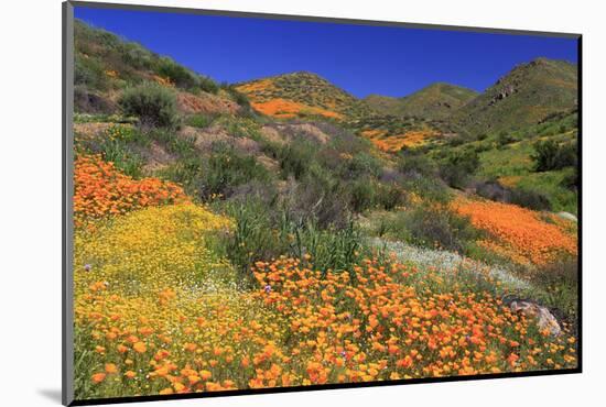 Poppies and Goldfields, Chino Hills State Park, California, United States of America, North America-Richard Cummins-Mounted Photographic Print