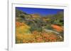 Poppies and Goldfields, Chino Hills State Park, California, United States of America, North America-Richard Cummins-Framed Photographic Print