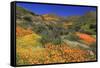 Poppies and Goldfields, Chino Hills State Park, California, United States of America, North America-Richard Cummins-Framed Stretched Canvas