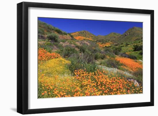 Poppies and Goldfields, Chino Hills State Park, California, United States of America, North America-Richard Cummins-Framed Photographic Print