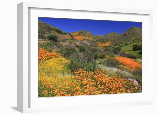 Poppies and Goldfields, Chino Hills State Park, California, United States of America, North America-Richard Cummins-Framed Photographic Print