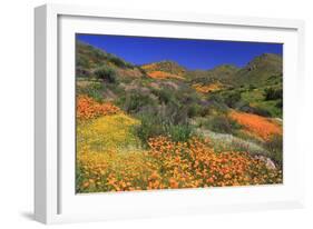 Poppies and Goldfields, Chino Hills State Park, California, United States of America, North America-Richard Cummins-Framed Photographic Print