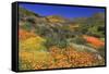 Poppies and Goldfields, Chino Hills State Park, California, United States of America, North America-Richard Cummins-Framed Stretched Canvas