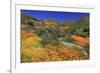 Poppies and Goldfields, Chino Hills State Park, California, United States of America, North America-Richard Cummins-Framed Photographic Print