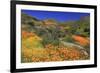 Poppies and Goldfields, Chino Hills State Park, California, United States of America, North America-Richard Cummins-Framed Photographic Print