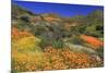 Poppies and Goldfields, Chino Hills State Park, California, United States of America, North America-Richard Cummins-Mounted Photographic Print