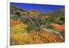 Poppies and Goldfields, Chino Hills State Park, California, United States of America, North America-Richard Cummins-Framed Photographic Print