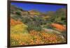 Poppies and Goldfields, Chino Hills State Park, California, United States of America, North America-Richard Cummins-Framed Photographic Print