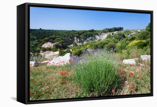 Poppies and Lavender in Bloom, Brac Island, Dalmatia, Croatia-null-Framed Stretched Canvas