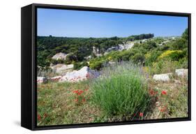 Poppies and Lavender in Bloom, Brac Island, Dalmatia, Croatia-null-Framed Stretched Canvas