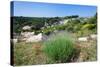 Poppies and Lavender in Bloom, Brac Island, Dalmatia, Croatia-null-Stretched Canvas