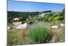 Poppies and Lavender in Bloom, Brac Island, Dalmatia, Croatia-null-Mounted Photographic Print