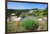 Poppies and Lavender in Bloom, Brac Island, Dalmatia, Croatia-null-Framed Photographic Print