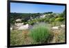 Poppies and Lavender in Bloom, Brac Island, Dalmatia, Croatia-null-Framed Photographic Print