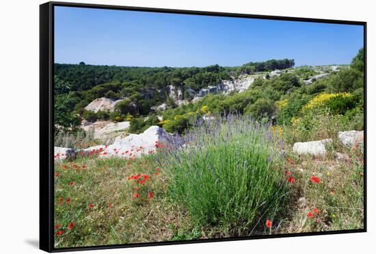 Poppies and Lavender in Bloom, Brac Island, Dalmatia, Croatia-null-Framed Stretched Canvas