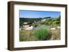 Poppies and Lavender in Bloom, Brac Island, Dalmatia, Croatia-null-Framed Photographic Print