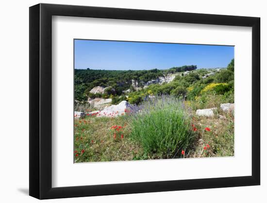 Poppies and Lavender in Bloom, Brac Island, Dalmatia, Croatia-null-Framed Photographic Print
