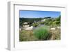 Poppies and Lavender in Bloom, Brac Island, Dalmatia, Croatia-null-Framed Photographic Print