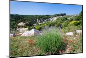 Poppies and Lavender in Bloom, Brac Island, Dalmatia, Croatia-null-Mounted Photographic Print