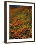 Poppies and Lupine, CA-David Carriere-Framed Photographic Print