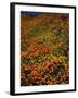 Poppies and Lupine, CA-David Carriere-Framed Photographic Print