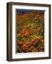 Poppies and Lupine, CA-David Carriere-Framed Photographic Print