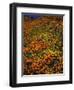 Poppies and Lupine, CA-David Carriere-Framed Photographic Print