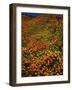 Poppies and Lupine, CA-David Carriere-Framed Photographic Print