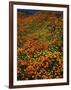 Poppies and Lupine, CA-David Carriere-Framed Photographic Print