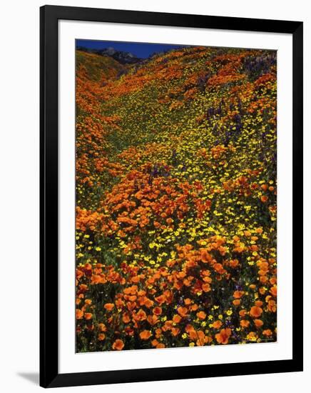 Poppies and Lupine, CA-David Carriere-Framed Photographic Print