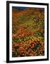 Poppies and Lupine, CA-David Carriere-Framed Photographic Print