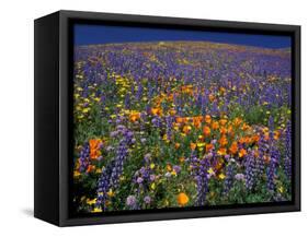 Poppies and Lupine, Los Angeles County, California, USA-Art Wolfe-Framed Stretched Canvas