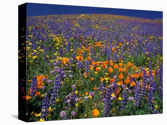 Poppies and Lupine, Los Angeles County, California, USA-Art Wolfe-Stretched Canvas