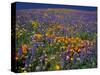 Poppies and Lupine, Los Angeles County, California, USA-Art Wolfe-Stretched Canvas