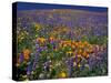 Poppies and Lupine, Los Angeles County, California, USA-Art Wolfe-Stretched Canvas