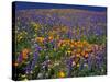 Poppies and Lupine, Los Angeles County, California, USA-Art Wolfe-Stretched Canvas