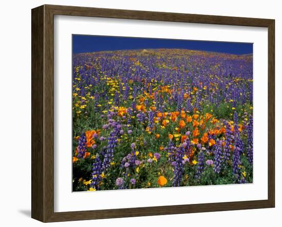 Poppies and Lupine, Los Angeles County, California, USA-Art Wolfe-Framed Premium Photographic Print